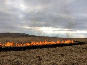 Controlled burning taking place on Penderyn Common  