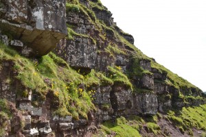 Hawkweed on the cliffs at Cribyn in the Bannau Brycheiniog Credit Tim Rich