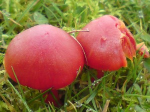 Red waxcap fungi 
